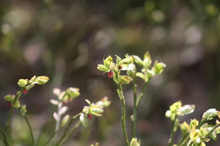 Фото: Нацпарк «Таганай»