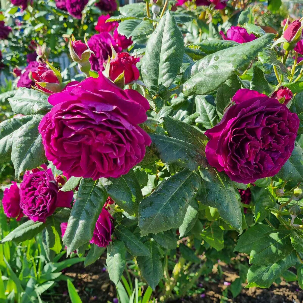 Роза из детского сада подруги. Поеду за черенком🙈. На втором канале написала про беспроблемные сорта роз