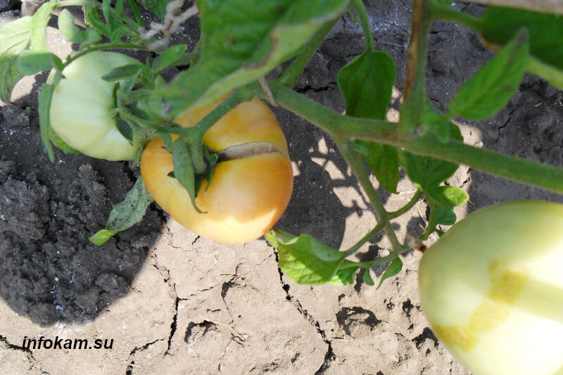    Полив даст надежды на урожай