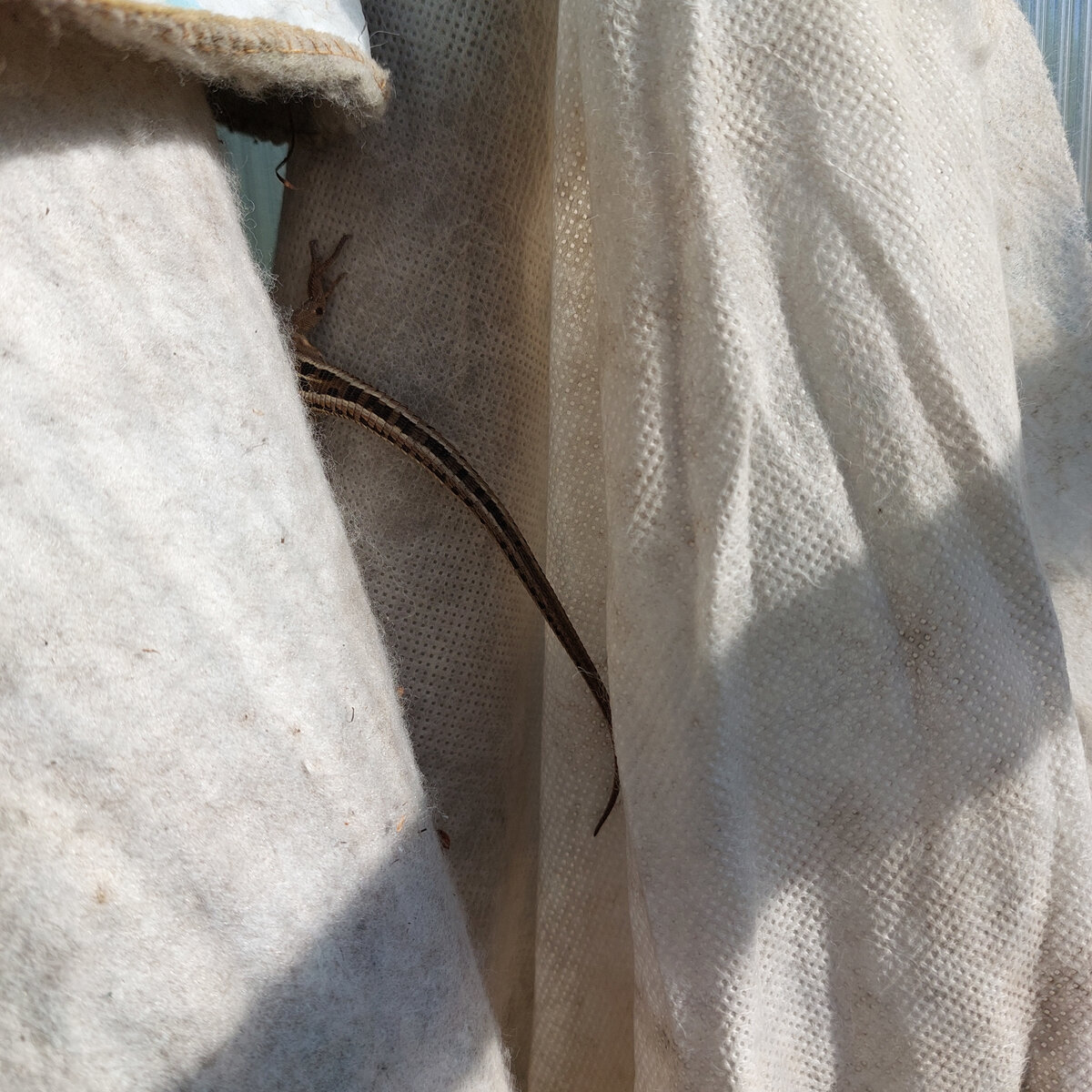 Забралась она по этим старым укрывушкам довольно высоко.