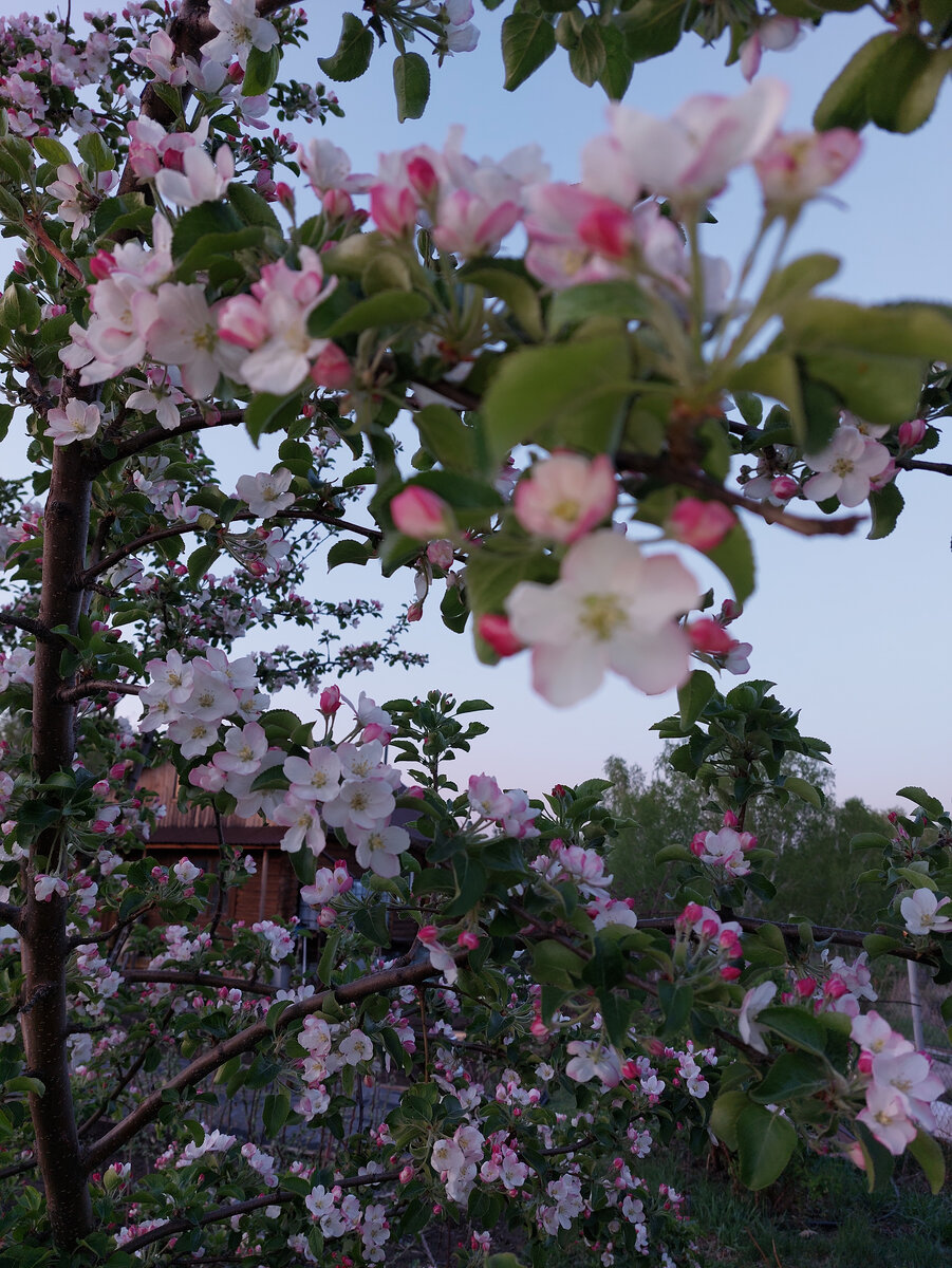 Вечерние яблони...