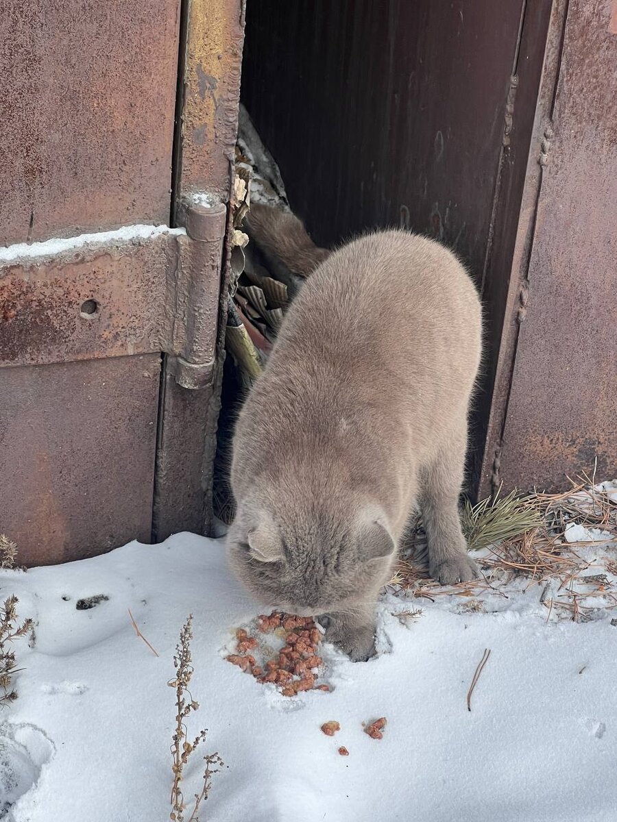 Кот Васька, появился у нас когда ему было уже почти 2 года. Я давно хотела  кота | Видео привидео | Дзен