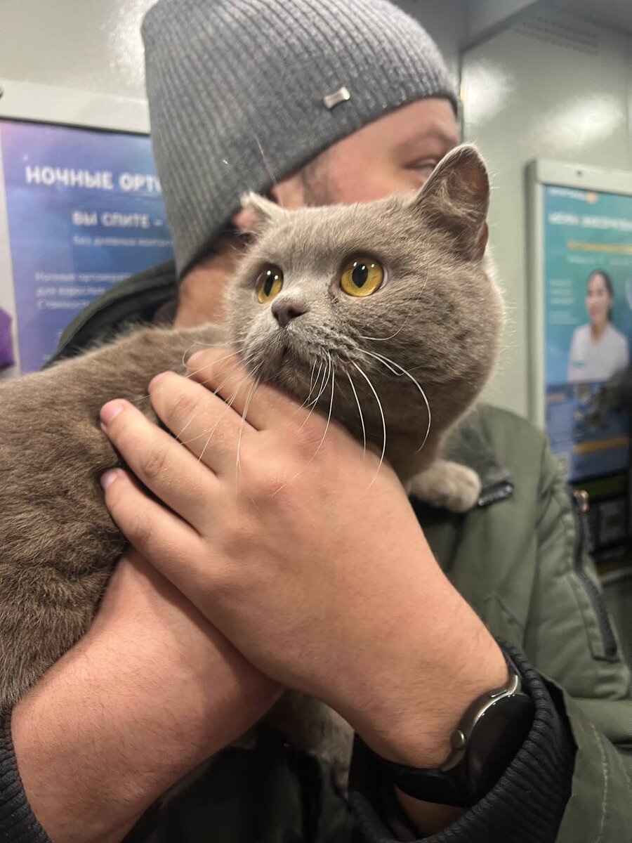 Он был очень напуган, но шел на руки. 