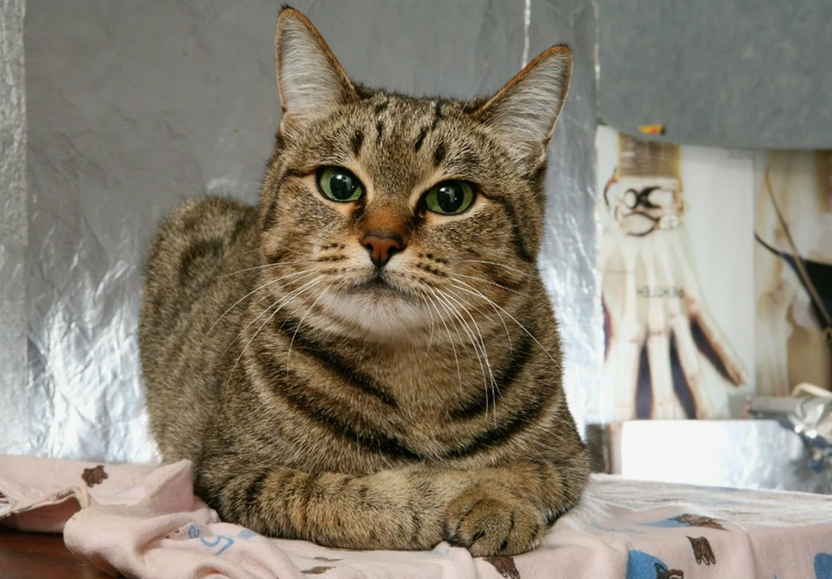 Домашние кошки (Felis catus) славятся своими загадочными и грациозными повадками, но один из самых необычных фактов о них связан с их уникальной способностью к "мурлыканью". Мурлыканье кошек - это удивительное и мало изученное явление, которое привлекает внимание не только любителей кошек, но и ученых.