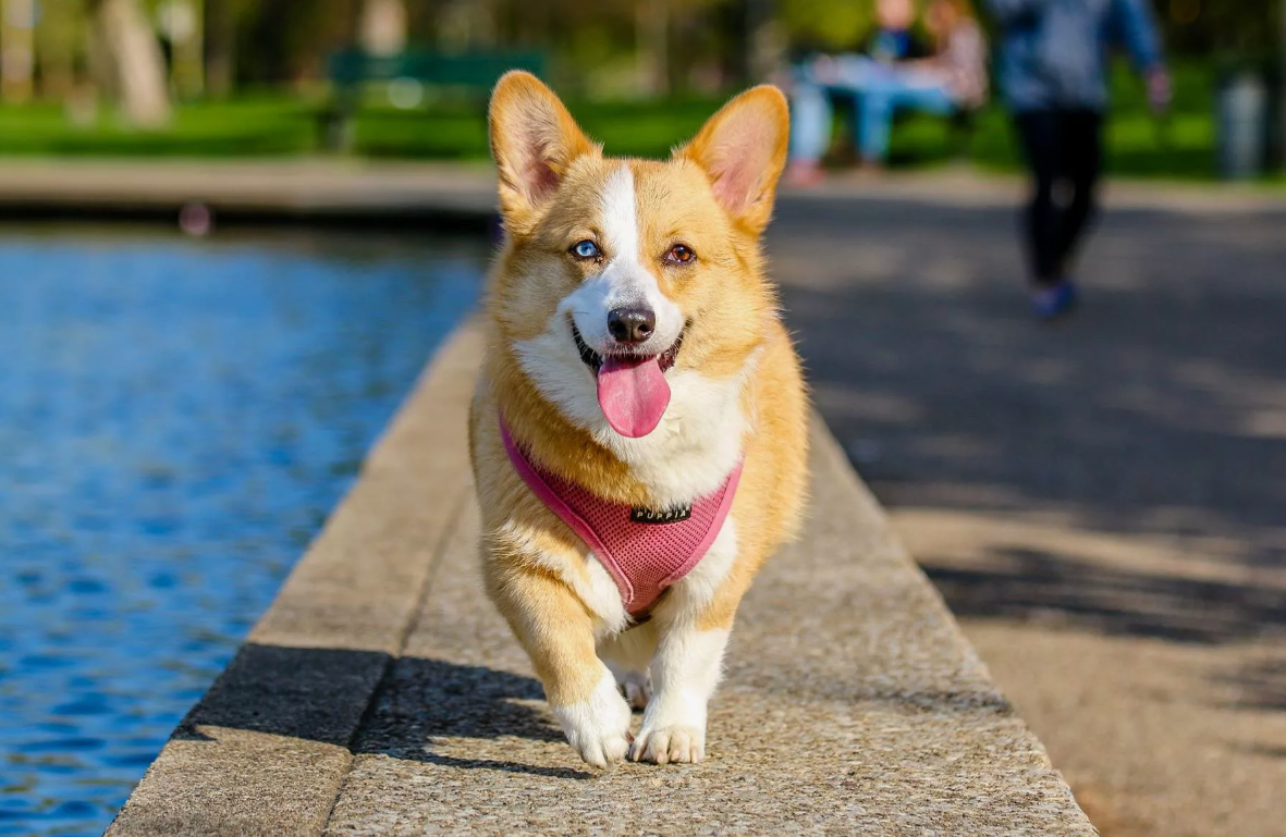 Собаки обладают удивительно чувствительным носом, который примерно в 10 000-100 000 раз острее, чем у человека. В носу собаки содержится около 300 миллионов обонятельных рецепторов, по сравнению с 6 миллионами у людей.