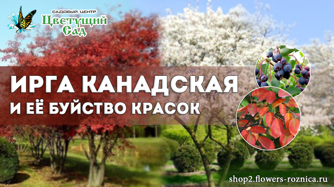 Источники фото: pitomnik-berezka.ru/catalog/irga/irga-kanadskaya; travelask.ru/articles/irga-chto-eto-foto-vkus-i-poleznye-svoystva