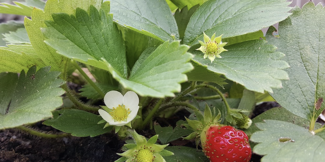 Председатель СНТ не показывает мне документы: какие меры предпринять?