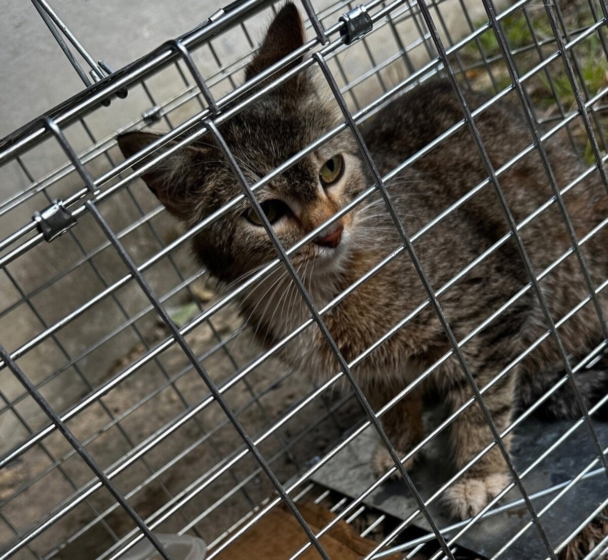 Дуся спокойно зашла в котоловку. Как оказалось, вовремя.