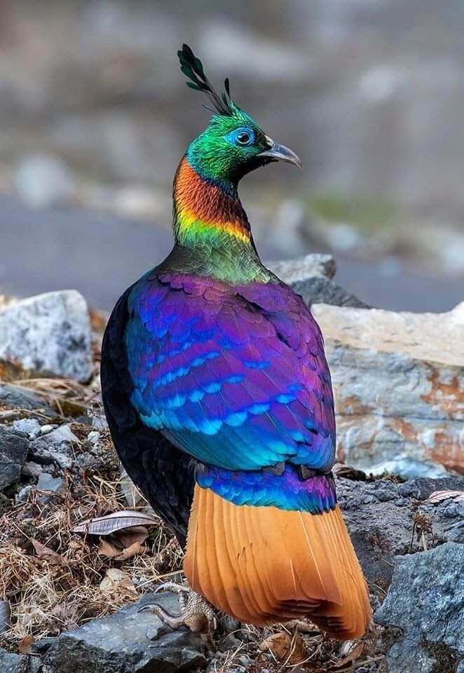 Фото из интернета