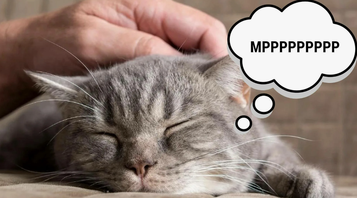 Кстати, мурлыкать могут только малые кошки. Пантеры не умеют.