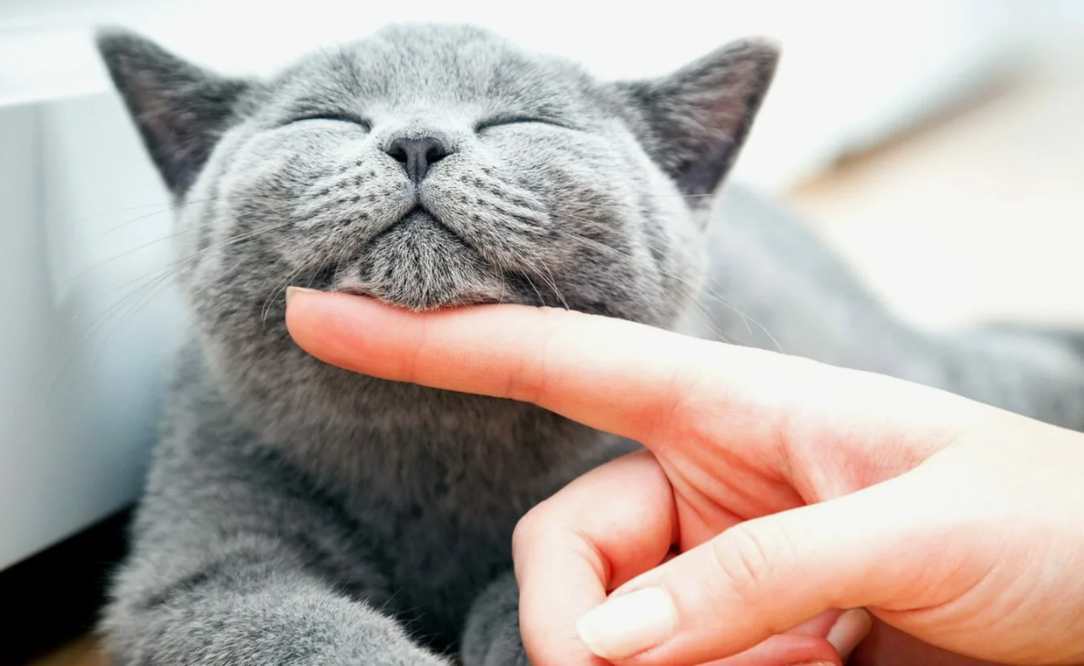 - Да, раб, гладь ещё!