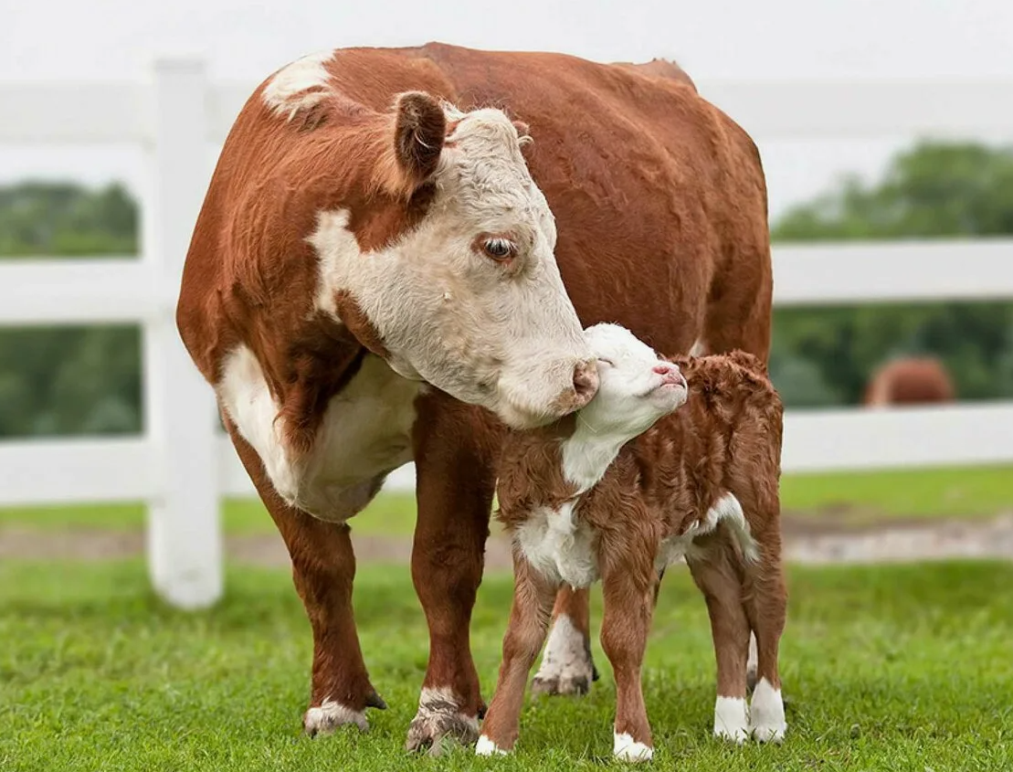 А ещё коровы - очень заботливые мамы!