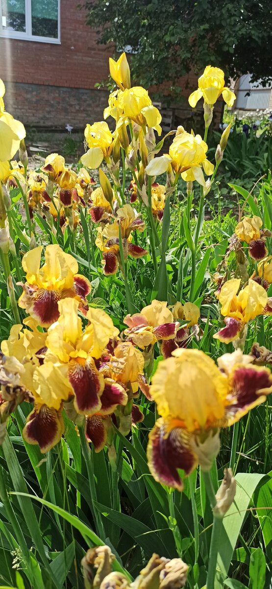 Капли солнца на земле