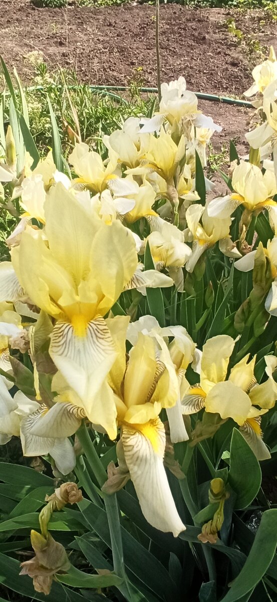 Ирисы - солнечные блики