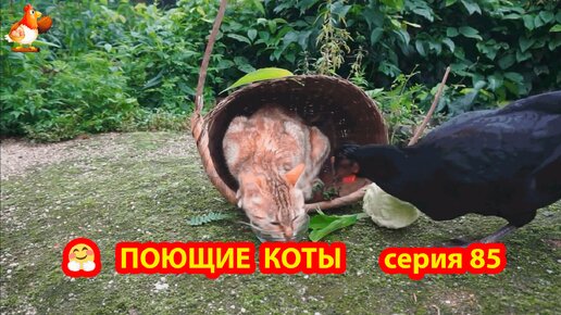 Крутые коты у птичьего двора выпуск 85 🐈🐈‍⬛😹 Утята с цыплятами и собачки ❣️ Природа Абхазии и красивое подворье с птицами и животными 🥰