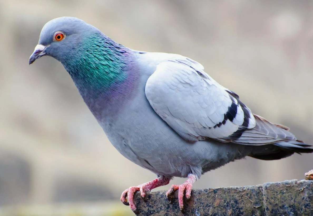 - Я вам не крыса!