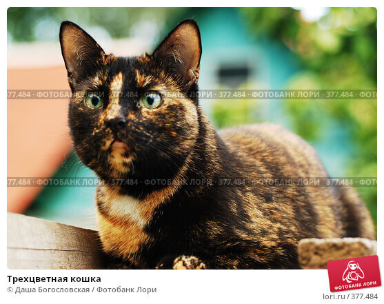 Вот эта кошка их интернета похожа на нашу Страшку