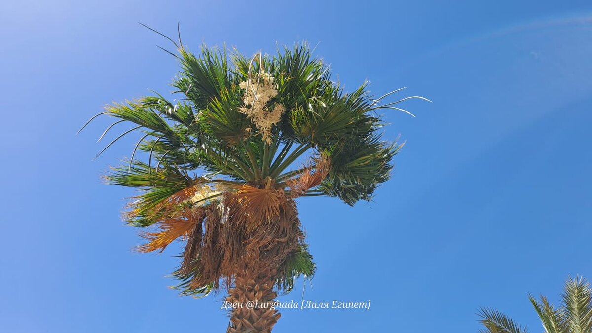 Фото для статьи на Дзен о жадном египтянине. Канал @hurghada Лиля Египет.