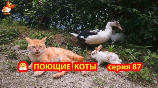 Крутые коты у птичьего двора выпуск 87 🐈🐈‍⬛😹 Птички и кролики ❣️ Природа Абхазии и красивое подворье с птицами и животными 🥰