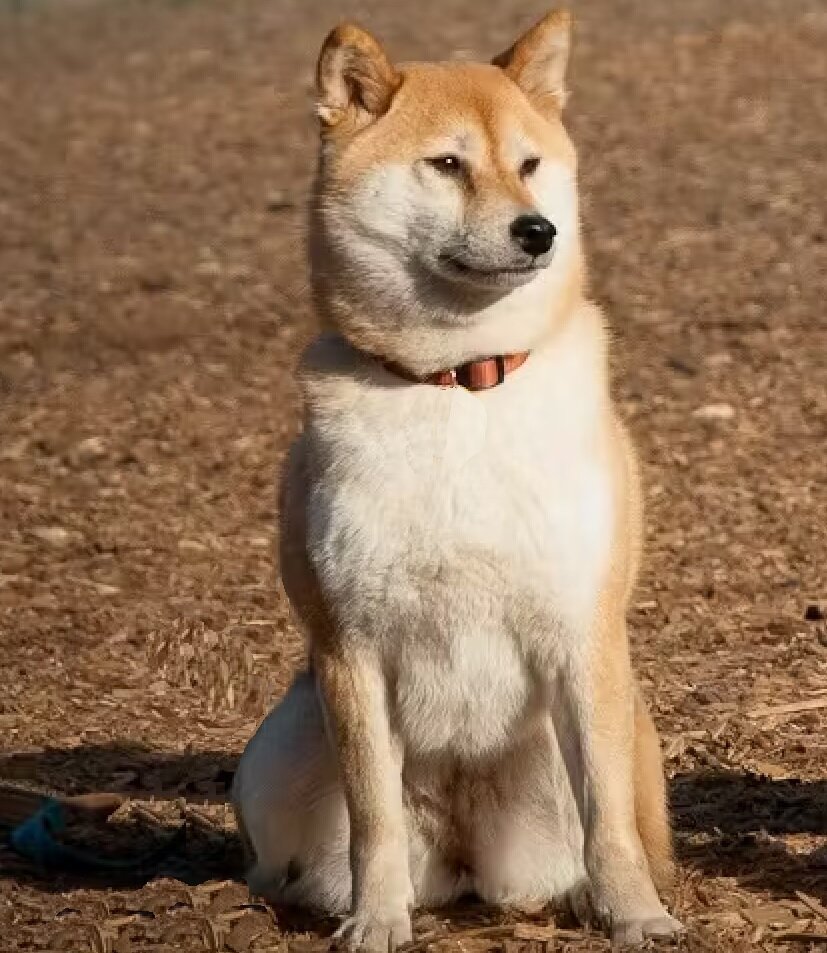 Фото сиба-ину из Интернета