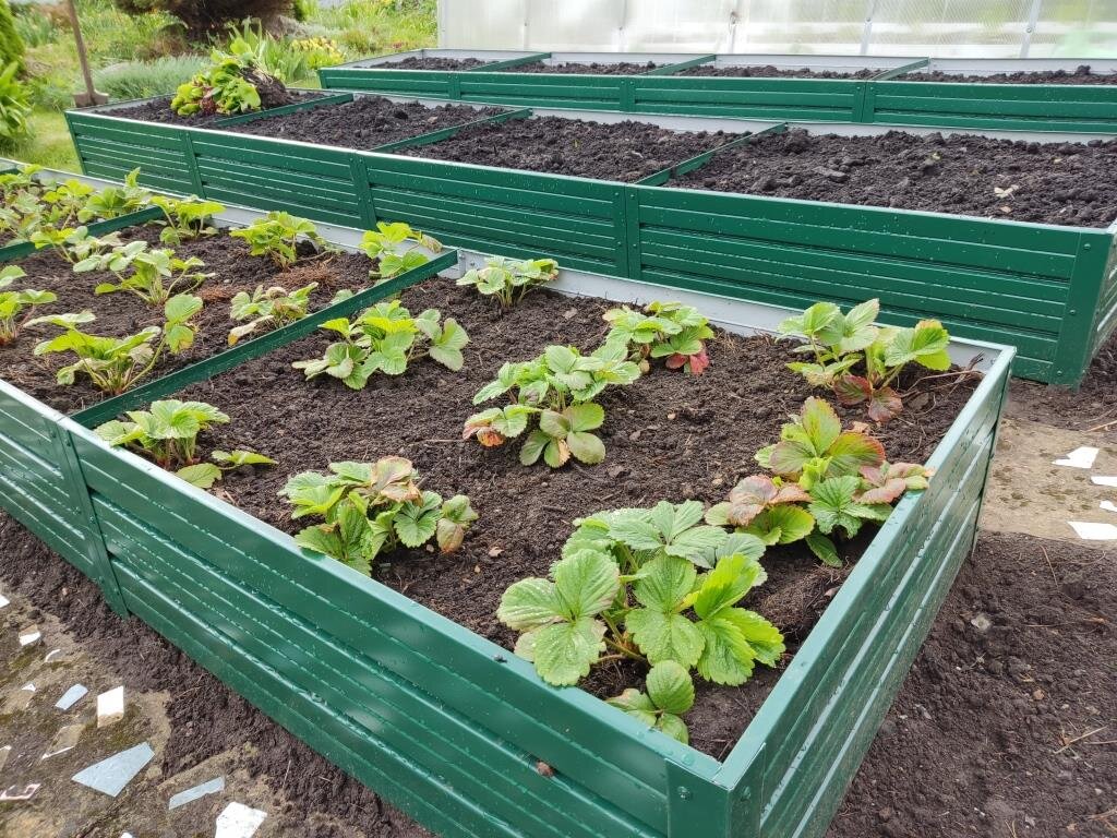 Грядки ставил муж с сыном, но я активно участвовала в процессе их заполнения свежим черноземом. Чернозем пришлось заказывать. Стоимость машины 8 тысяч, три грядки стоили 15 тысяч. Но этот грунт пойдет в другие места, а не только сюда.