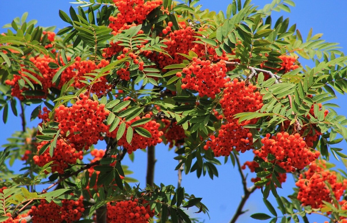 Рябина обыкновенная. Изображение из открытых источников.