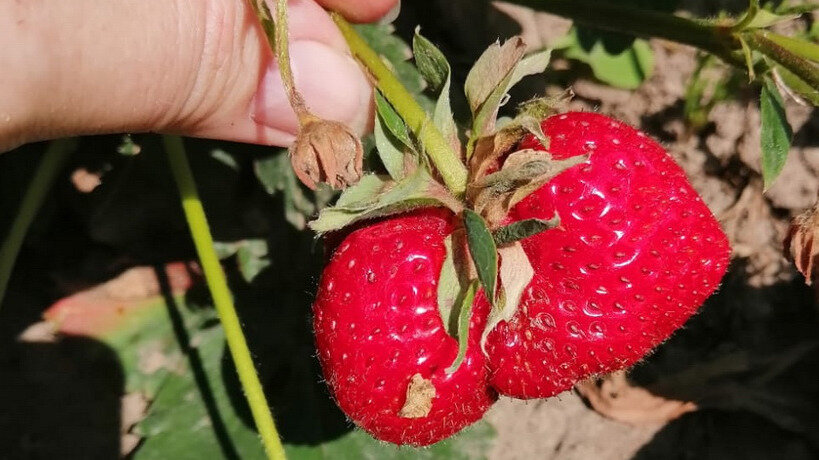 А вы знали, с какими главными проблемами при выращивании клубники сталкиваются огородники? 