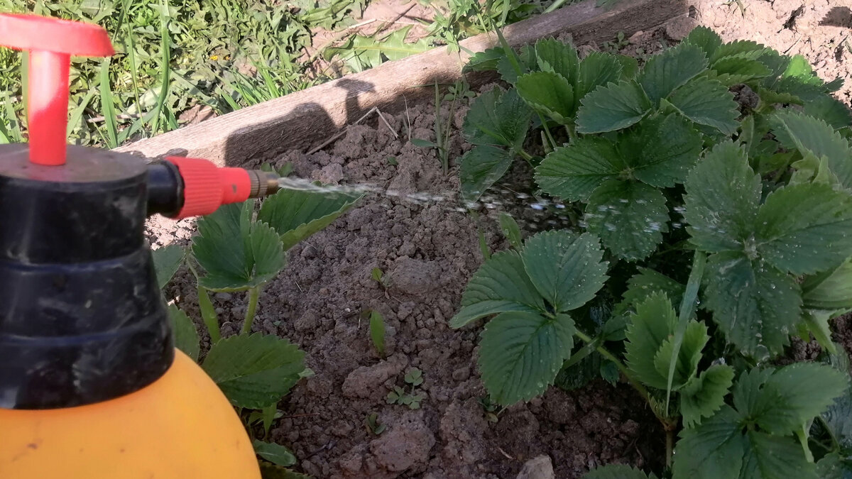 Жду, пока воздух прогреется до +8°C, и приступаю к опрыскиванию культуры биопрепаратами.