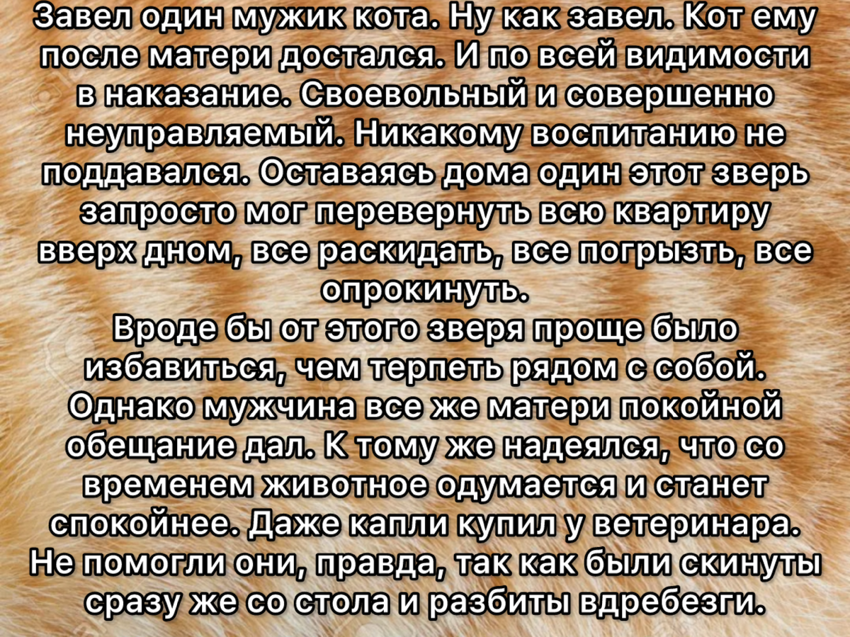  Живя с кошкой, нельзя не удивляться.