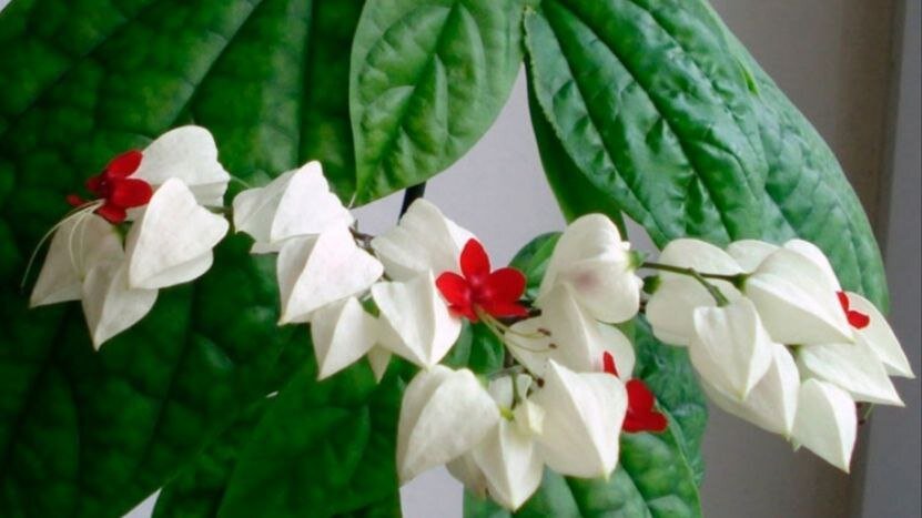 Клеродендрум госпожи Томсон цветет с июня по август