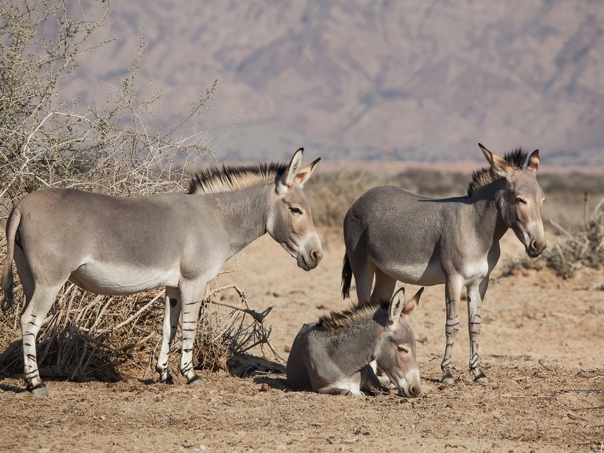 Обычно внуки помогают старшим родственникам, а не сводят их с лица Земли... 