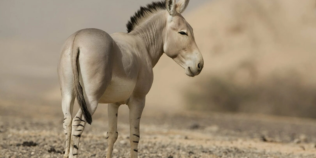 Дикий осёл: Забытый предок всех ослов на планете. Последние 700 животных выживают в пустошах