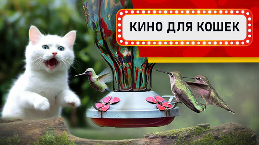 Видео с птичками для кошек - Семья Колибри (Развлеки своего кота)