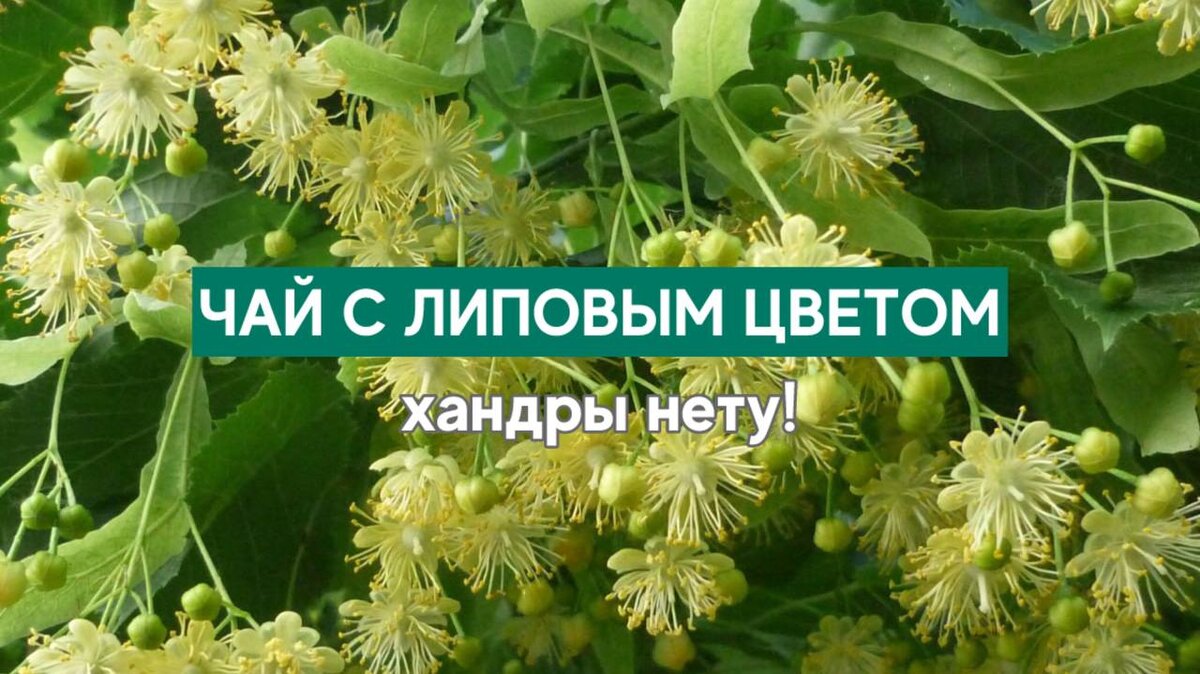 Чай с липой: как заготовить липовый цвет для чая и как заварить | AROMA TEA  COFFEE | Дзен