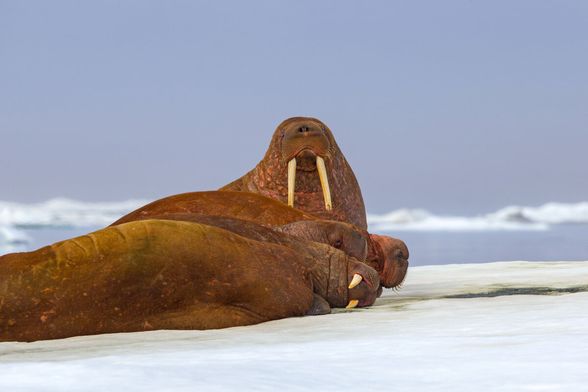 Sylvain CORDIER/Gamma-Rapho via Getty Images