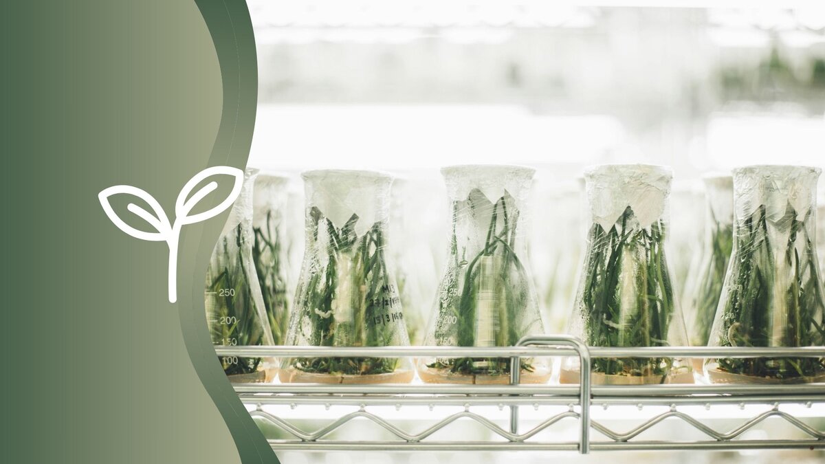 Действия экстрактов растения проверили на моделях in vitro. Коллаж: медиацентр УрФУ