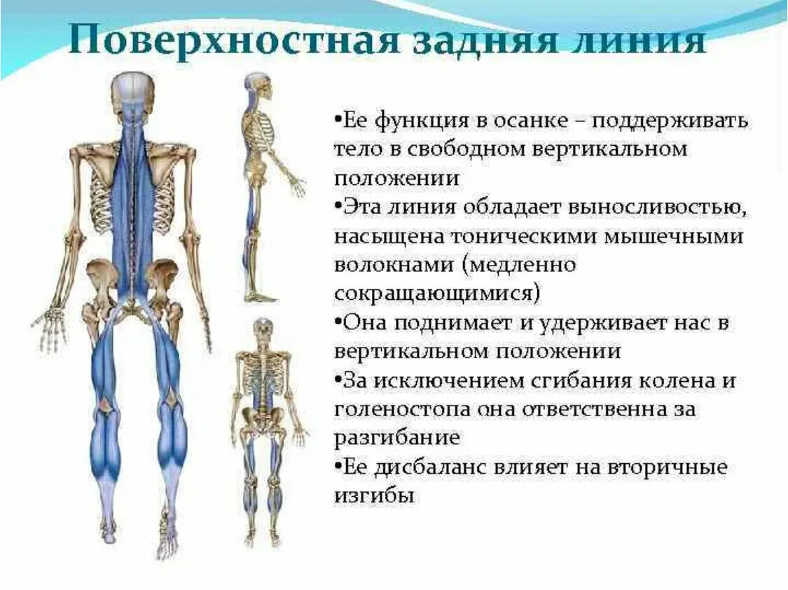 Не ленитесь: встаньте прямо, руки поднимите - поза горы, которая сделает  нам фигуру, осанку и ЖКт поможет работать | Healthy | Дзен