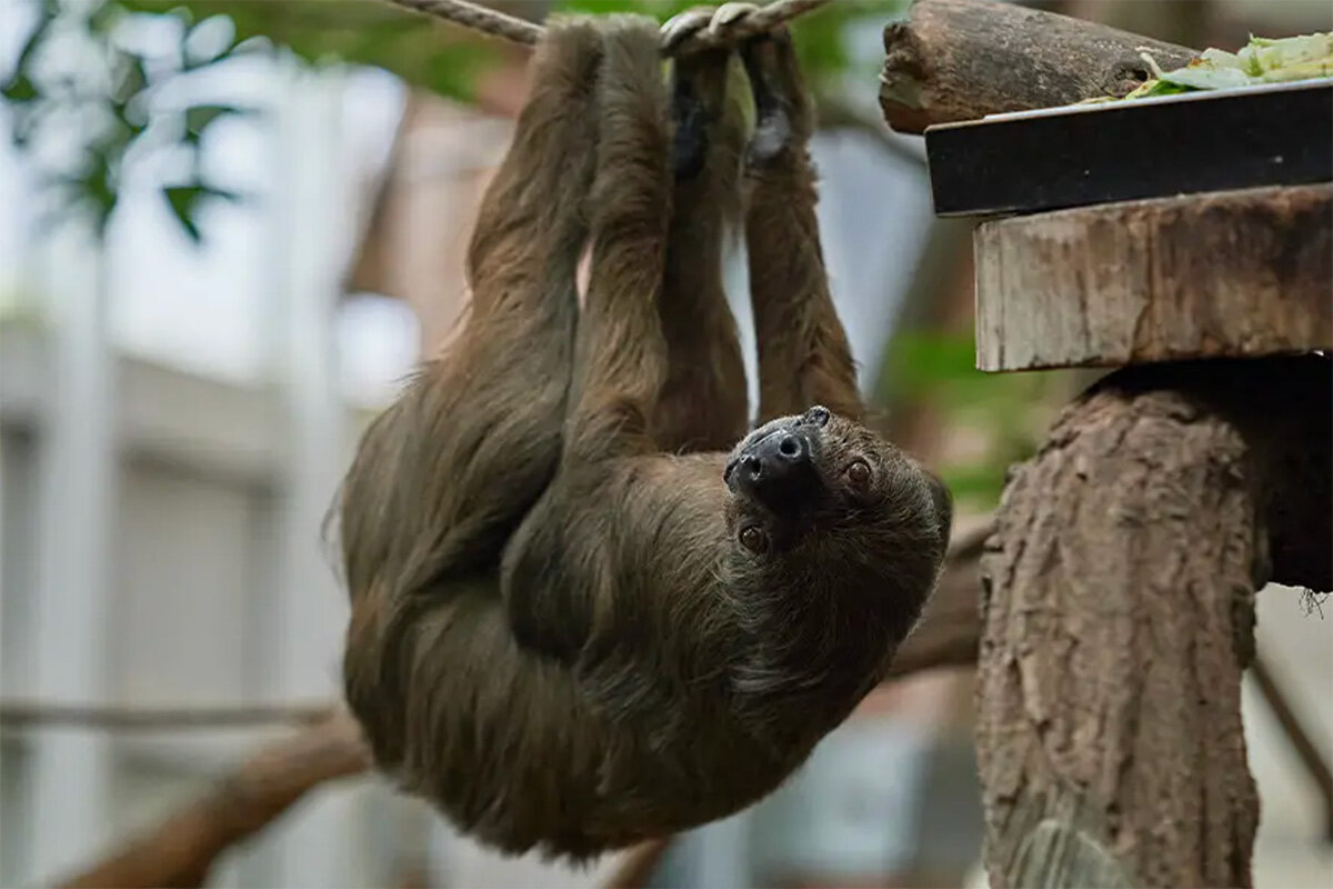    Vera Gorissen / Zoo Krefeld