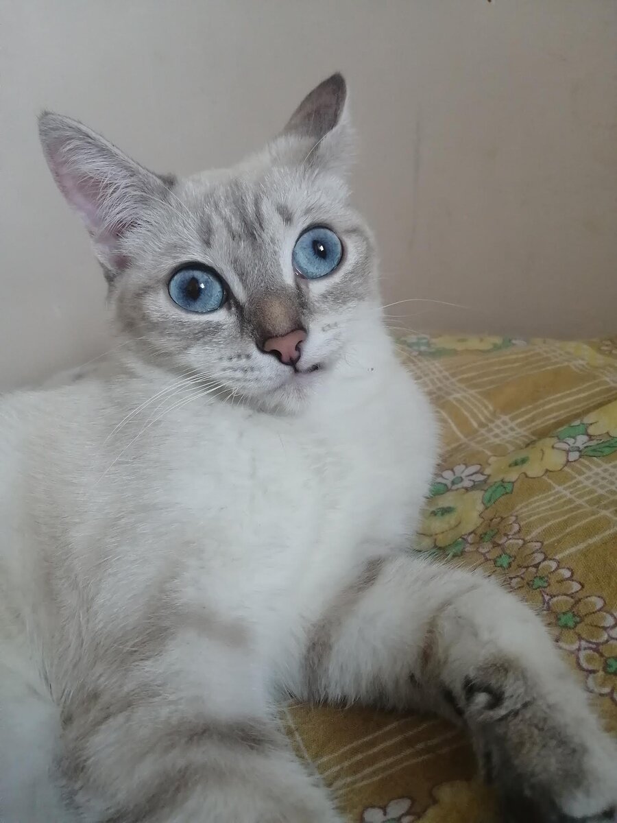 На фото Софи /атаксия, частично нет зубов с рождения /. 