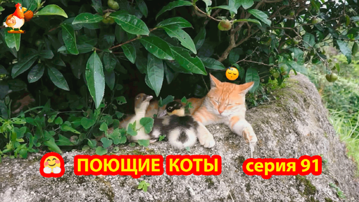 Крутые коты у птичьего двора выпуск 91 🐈🐈‍⬛😹 Кот с Утятами и другая живность ❣️ Природа Абхазии красивое подворье с птицами и животными