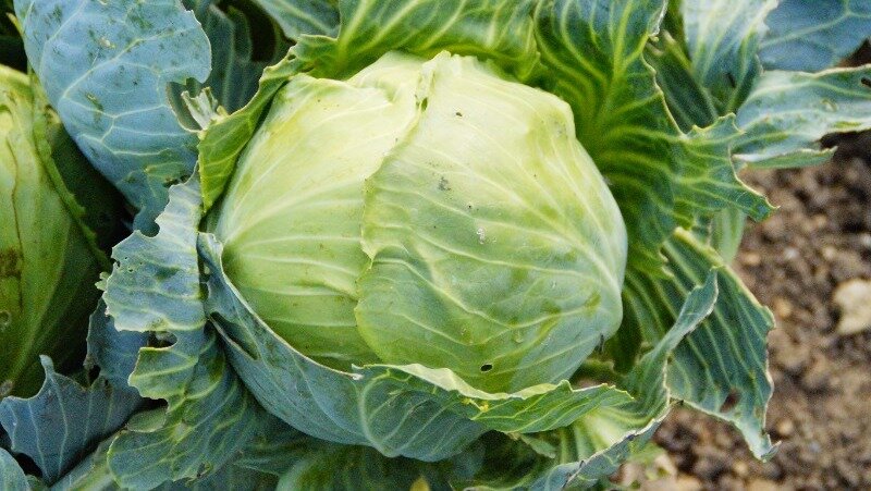 Фото: pxhere.com