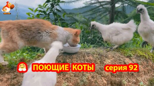 Крутые коты у птичьего двора выпуск 92 🐈🐈‍⬛😹 Цыпленок среди птиц ❣️ Природа Абхазии и красивое подворье с птицами и животными