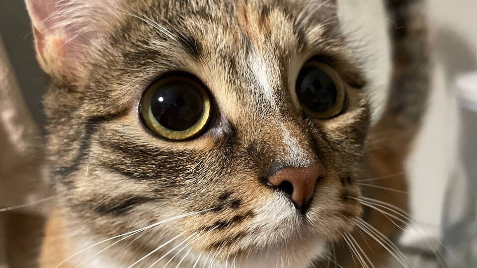 Подобрали на улице скромную кошку, а на передержке теперь она всех достает своим вниманием