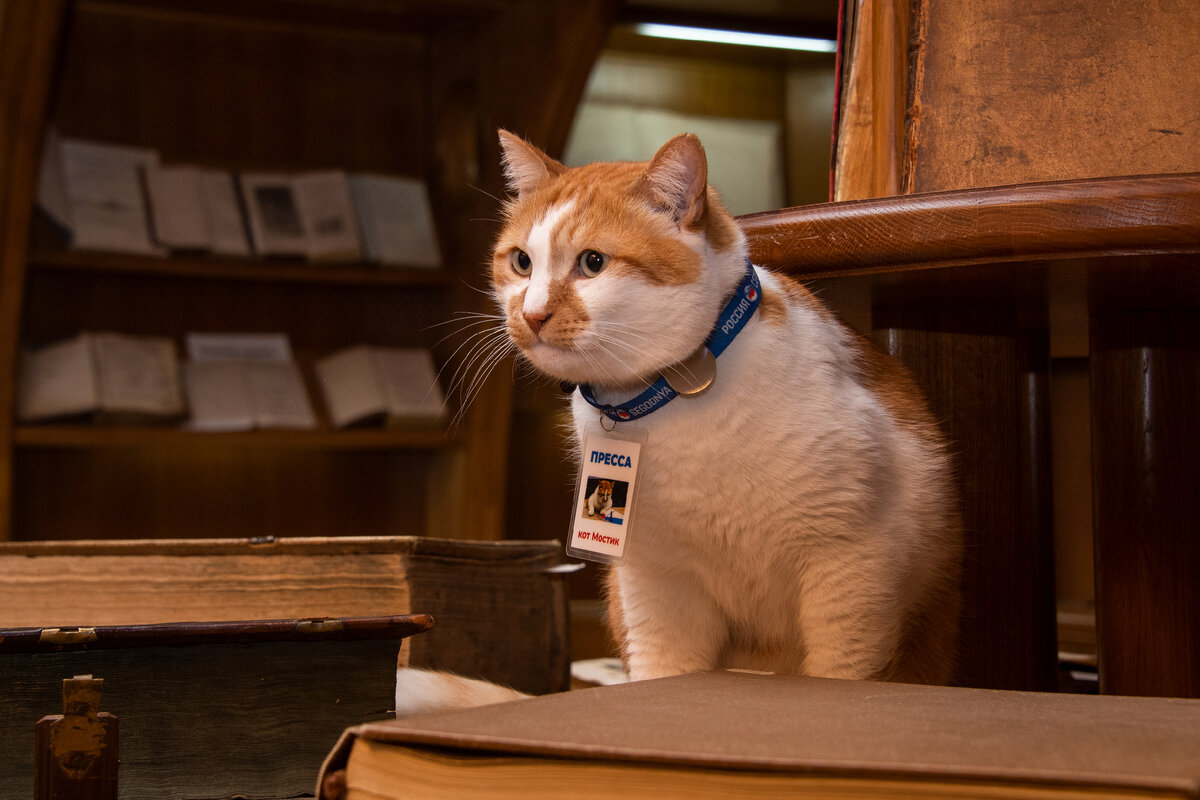 Начитанного кота видно сразу.