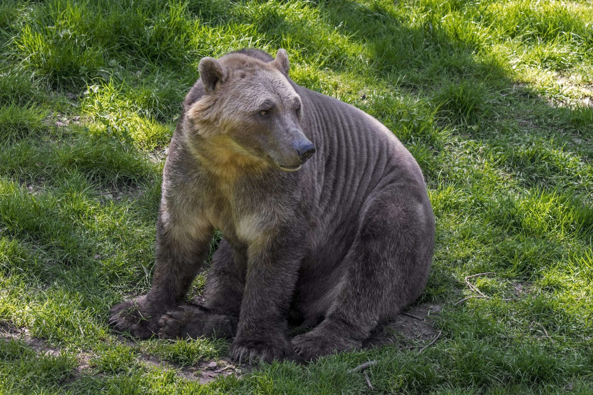 В 2006 году на севере Канады был обнаружен необычный медведь: шерсть его была белого цвета с коричневыми полосами, огромные когти и спина с горбинкой.-2