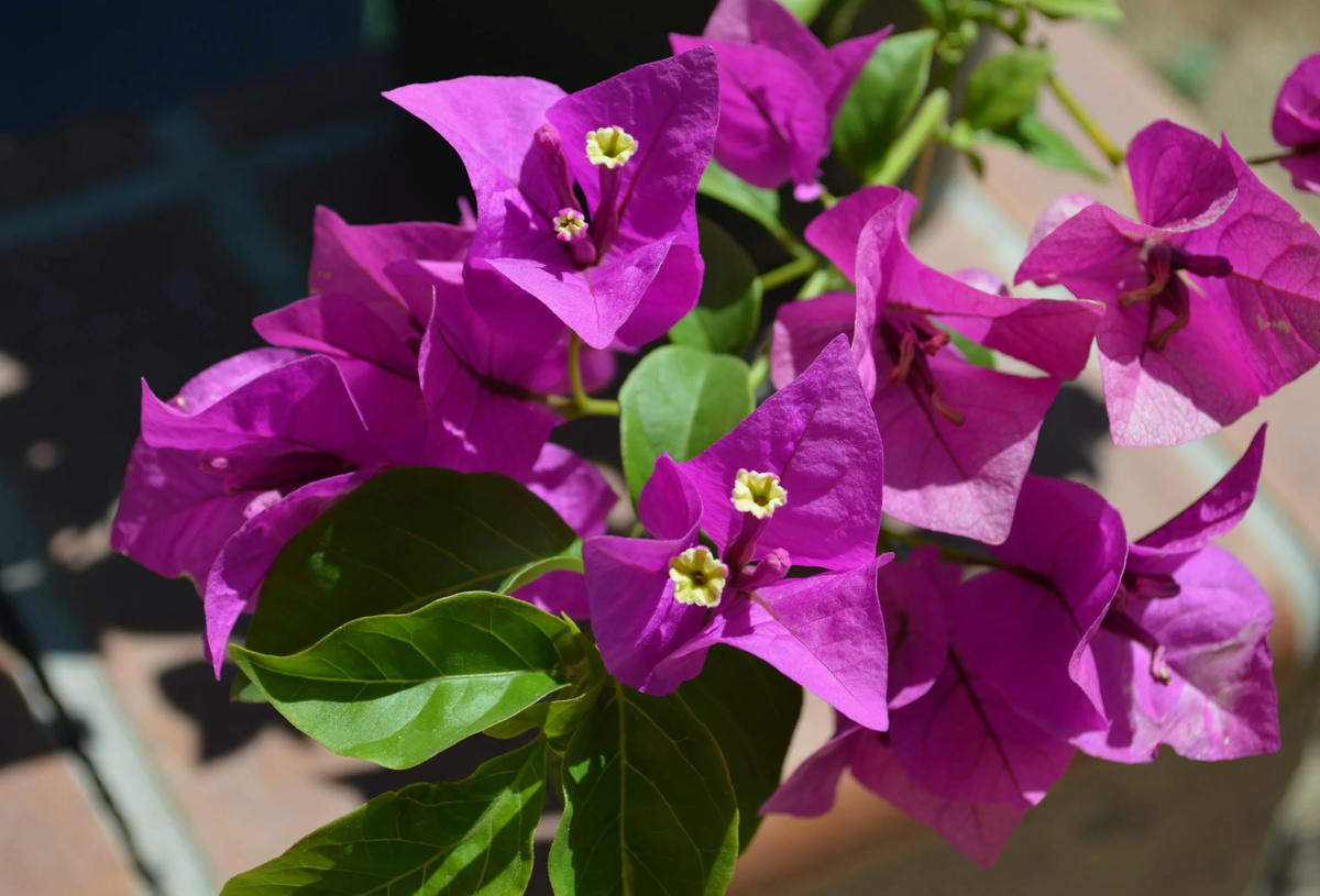 Источник фото: flowwill.ru