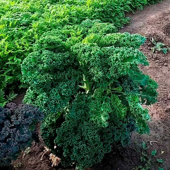 Капуста Кейл