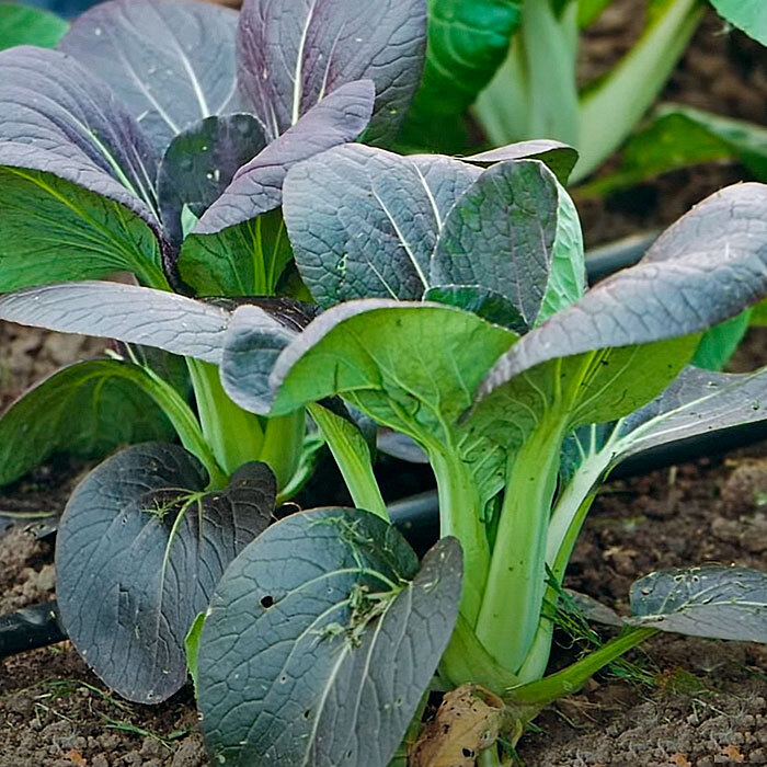 Капуста Пак-чой