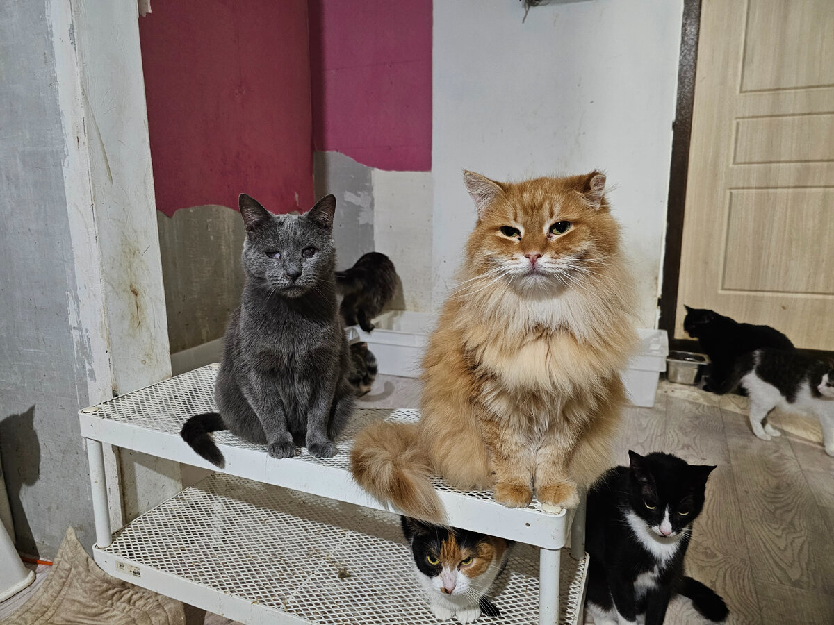 Серега, Малява и банда