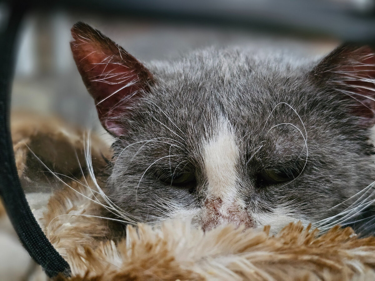 Дедуся сейчас болеет, борется за жизнь